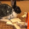 bluebunny22